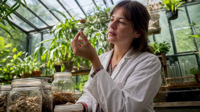 Woman inspecting dried psilocybin mushrooms' texture