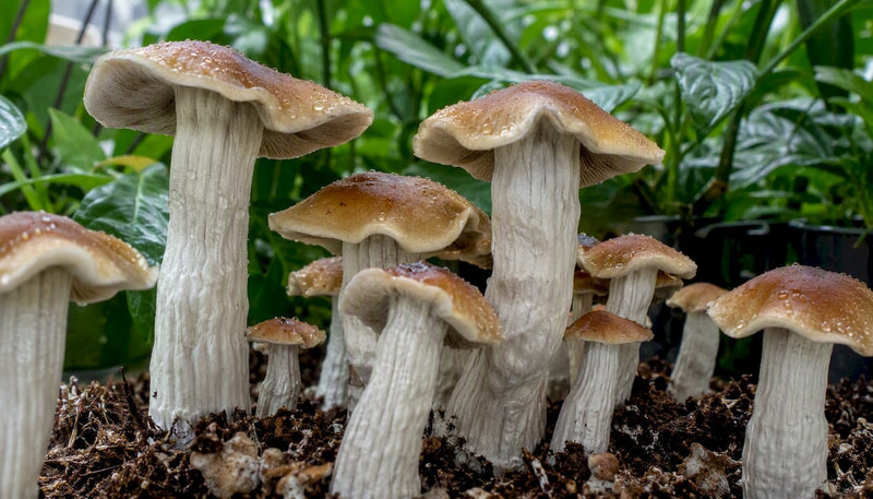 Close-up of Tidal Wave mushrooms growing indoors