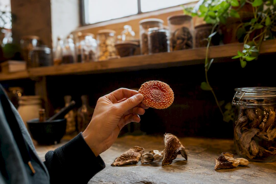 Hand holding dried Amanita muscaria mushroom cap