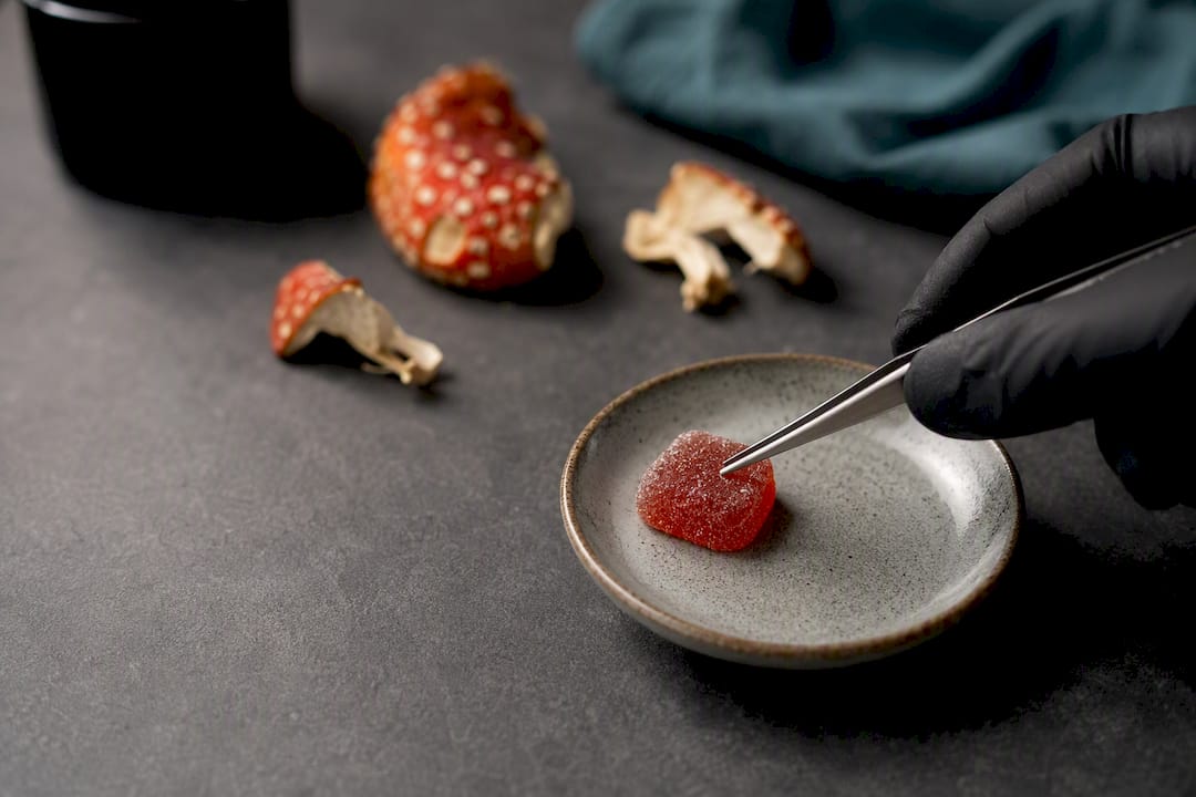 Anonymous Amanita gummy under examination
