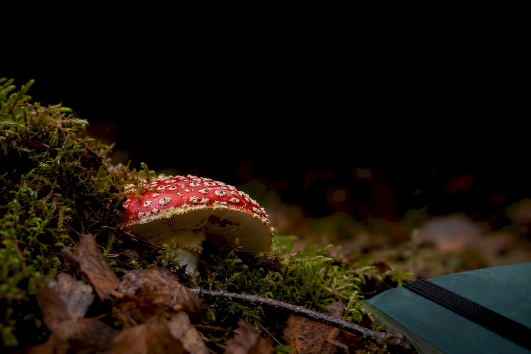 Amanita muscaria mushroom in woodland setting